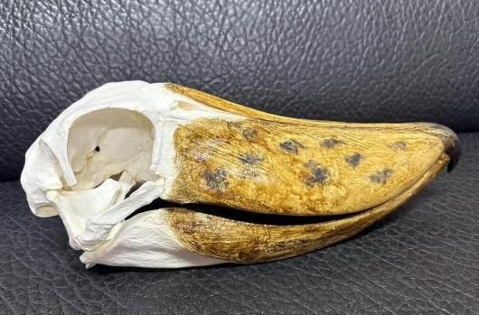 高品質　ハシビロコウ 頭骨（レプリカ） 高品質 ハシビロコウ 頭骨（レプリカ） ☆ 即納 ☆ 高品質