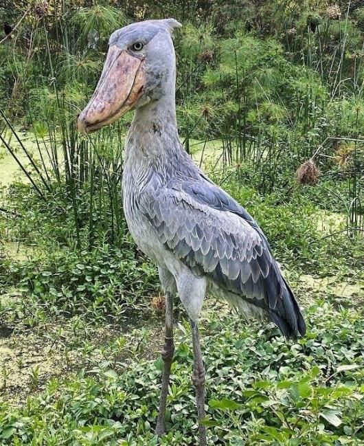 ☆ 即納 ☆ 高品質 ハシビロコウ 頭骨（レプリカ） - 頭骨・骨格