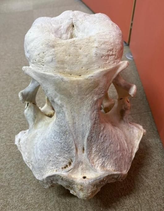 獣骨彫刻　セイウチ牙　翁像　人物像　在銘　置物　時代箱　M　7448 獣骨彫刻セイウチ牙翁像人物像在銘置物時代箱M7448