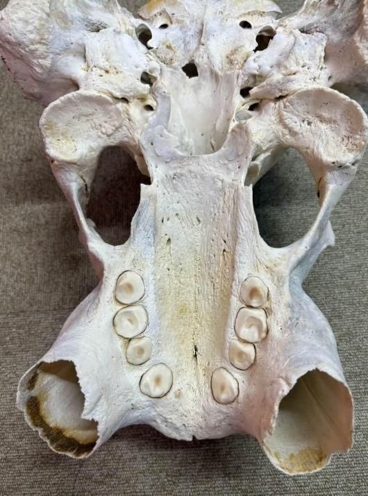 貴重！メガネカイマンの頭骨（CITES書類コピー付） ☆ 即納 ☆ 高品質 セイウチ 頭骨 ♂ （CITESコピー付） - 頭骨・骨格