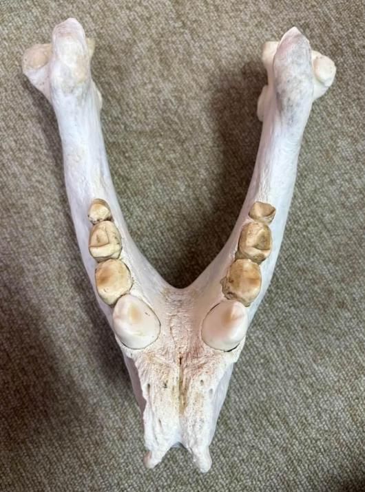 獣骨彫刻　セイウチ牙　翁像　人物像　在銘　置物　時代箱　M　7448 獣骨彫刻セイウチ牙翁像人物像在銘置物時代箱M7448