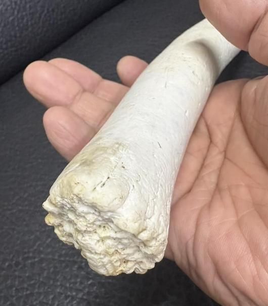 ☆ 即納 ☆ 希少 セイウチ 陰茎骨（ペニスボーン）※ CITESコピー付