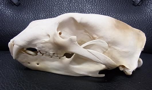 ☆ 即納 ☆ホッキョクグマ 頭骨 33cm （CITESコピー付） - 頭骨