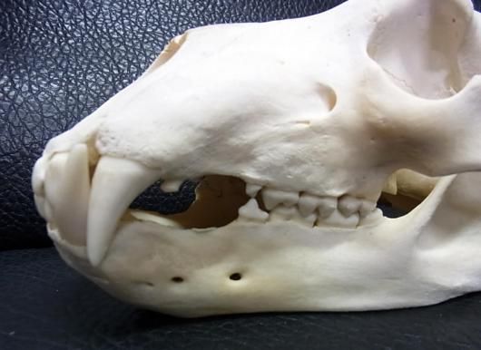 ☆ 即納 ☆ホッキョクグマ 頭骨 33cm （CITESコピー付） - 頭骨