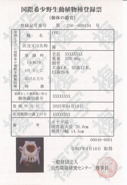 ☆ 即納 ☆ 貴重 シンリンオオカミ 頭骨 No.1 ※CITES・登録票付