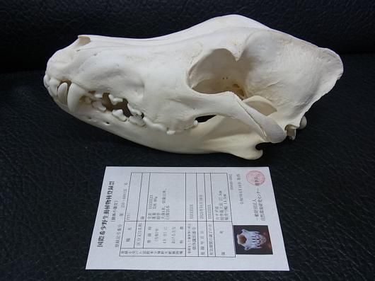 シンリンオオカミ　頭骨　※CITES・登録票付 ☆ 即納 ☆ 貴重 シンリンオオカミ 頭骨 No.2 ※CITES・登録票付