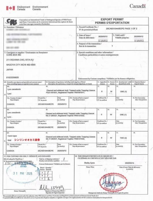 ☆ 即納 ☆ 貴重 シンリンオオカミ 頭骨 No.2 ※CITES・登録票付