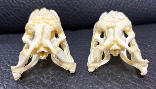 アミメニシキヘビ（Reticulated python）頭骨 10.5cm