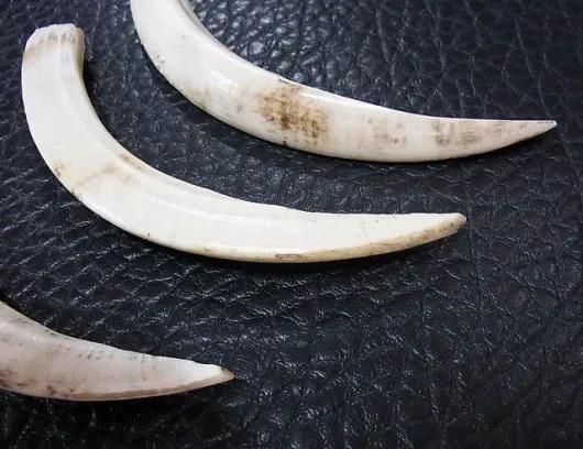 ☆ 即納 ☆ イボイノシシ 下顎の牙（中）3本セット - 頭骨・骨格
