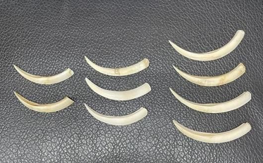 イボイノシシ 下顎の牙（中）3本セット ☆ 即納 ☆ イボイノシシ 下顎の牙（中）3本セット - 頭骨・骨格