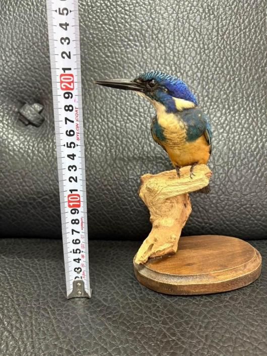 ヨシモトコレクション >> 標本・資料データベース :: 国立科学