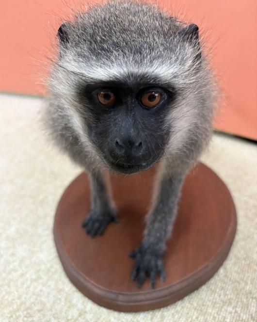 高品質　ベルベットモンキー 全身剥製 ★ A ☆ 即納 ☆ 高品質 ベルベットモンキー 全身剥製 ☆ A - 頭骨・骨格