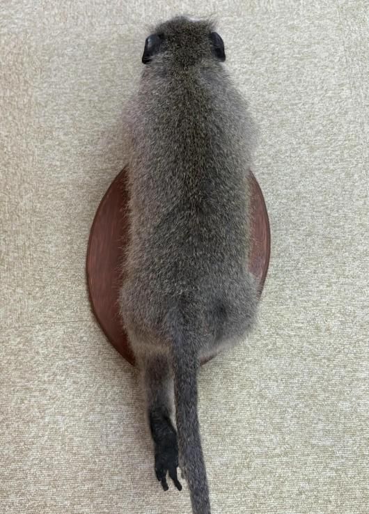 高品質　ベルベットモンキー 全身剥製 ★ B ☆ 即納 ☆ 高品質 ベルベットモンキー 全身剥製 ☆ A - 頭骨・骨格