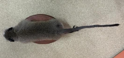 ☆ 即納 ☆ 高品質 ベルベットモンキー 全身剥製 ☆ A - 頭骨・骨格