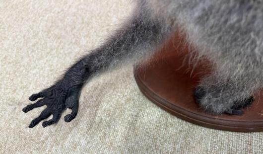 ☆ 即納 ☆ 高品質 ベルベットモンキー 全身剥製 ☆ A - 頭骨・骨格