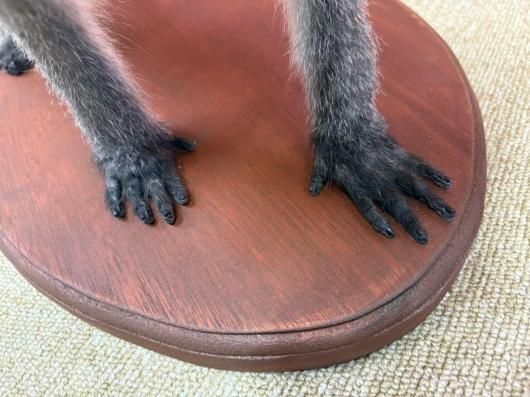 高品質　ベルベットモンキー 全身剥製 ★ B ☆ 即納 ☆ 高品質 ベルベットモンキー 全身剥製 ☆ A - 頭骨・骨格