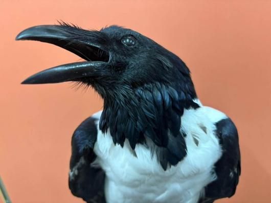 高品質　ムナジロガラス　全身剥製 ☆ 即納 ☆ 高品質 ムナジロガラス 全身剥製 ☆ - 頭骨・骨格標本