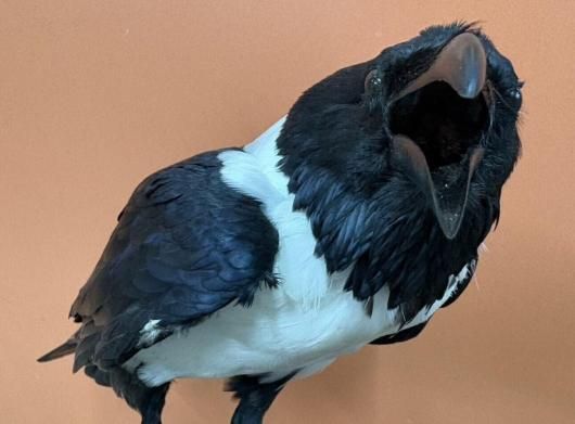 ☆ 即納 ☆ 高品質 ムナジロガラス 全身剥製 ☆ - 頭骨・骨格標本