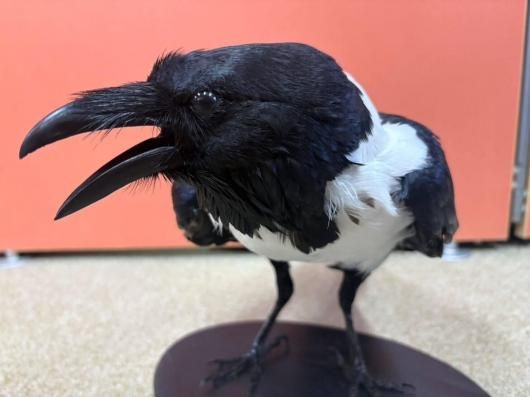 ☆ 即納 ☆ 高品質 ムナジロガラス 全身剥製 ☆ - 頭骨・骨格標本