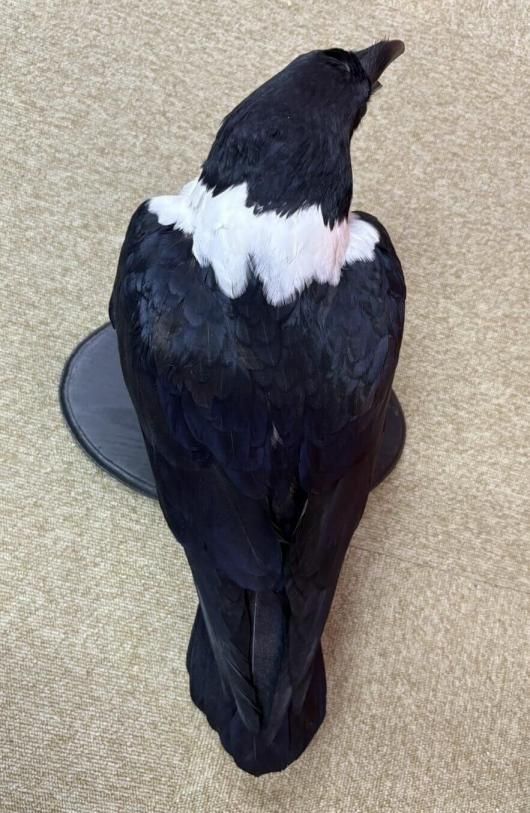 ☆ 即納 ☆ 高品質 ムナジロガラス 全身剥製 ☆ - 頭骨・骨格標本