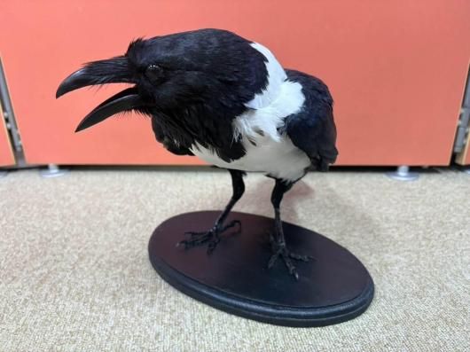 高品質ムナジロガラス全身剥製