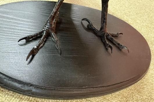 高品質　ムナジロガラス　全身剥製 ☆ 即納 ☆ 高品質 ムナジロガラス 全身剥製 ☆ - 頭骨・骨格