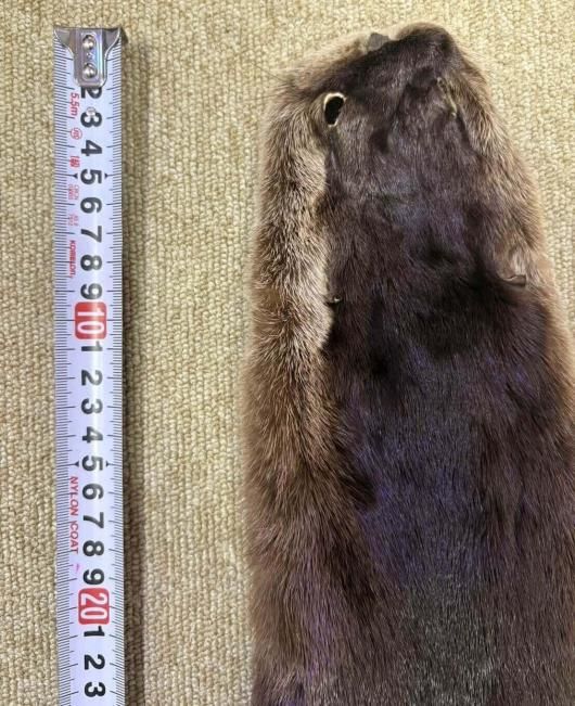 高品質！ カナダカワウソの毛皮　１点もの ☆ 即納 ☆ 高品質！ カナダカワウソの毛皮 1点もの - 頭骨