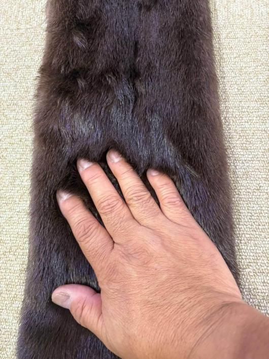 高品質！ カナダカワウソの毛皮　１点もの ☆ 即納 ☆ 高品質！ カナダカワウソの毛皮 1点もの - 頭骨