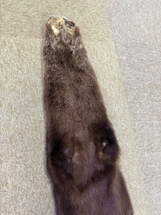 高品質！ カナダカワウソの毛皮　１点もの ☆ 即納 ☆ 高品質！ カナダカワウソの毛皮 1点もの - 頭骨
