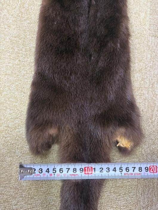 高品質！ カナダカワウソの毛皮　１点もの ☆ 即納 ☆ 高品質！ カナダカワウソの毛皮 1点もの - 頭骨