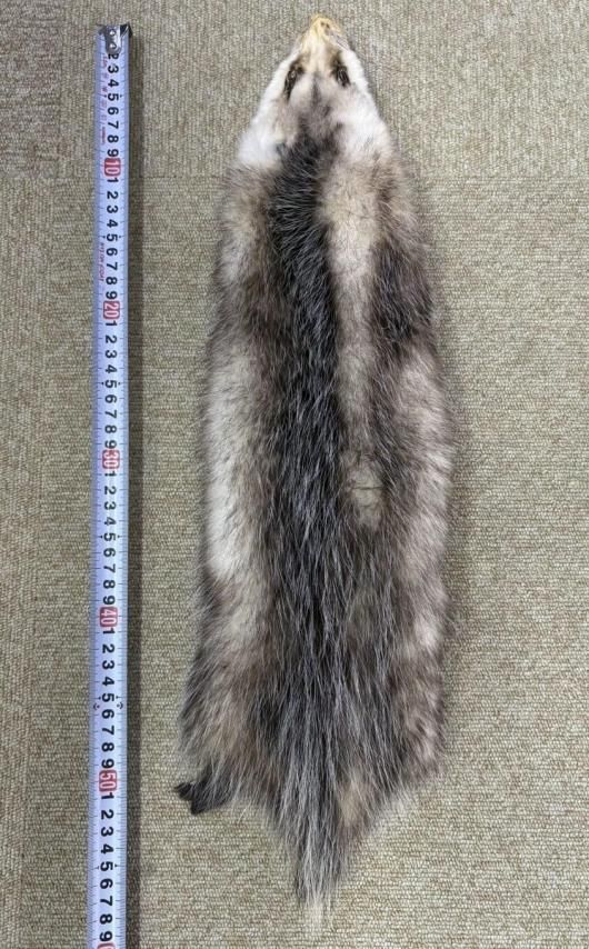 キタオポッサムの毛皮　１点もの ☆ 即納 ☆ キタオポッサムの毛皮 1点もの - 頭骨・骨格標本・剥製