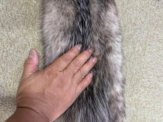 ☆ 即納 ☆ キタオポッサムの毛皮 1点もの - 頭骨・骨格標本・剥製