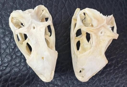 高品質！グリーンイグアナの頭骨 Mサイズ（7.5cm）