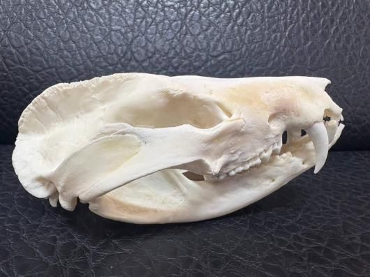 高品質 オポッサムの頭骨 ☆ Lサイズ