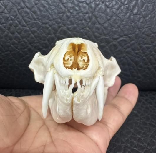 ☆即納☆ 高品質 オポッサムの頭骨 ☆ Lサイズ - 頭骨・骨格標本・剥製