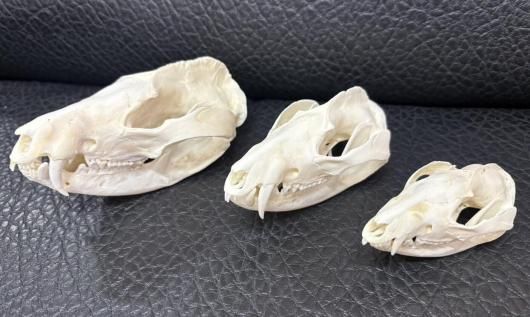 高品質 オポッサムの頭骨 ★ Lサイズ 高品質 オポッサムの頭骨 ☆ Lサイズ