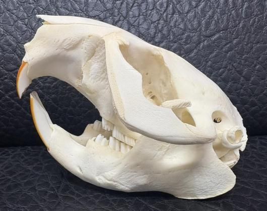 高品質！ビーバーの頭骨（Lサイズ）