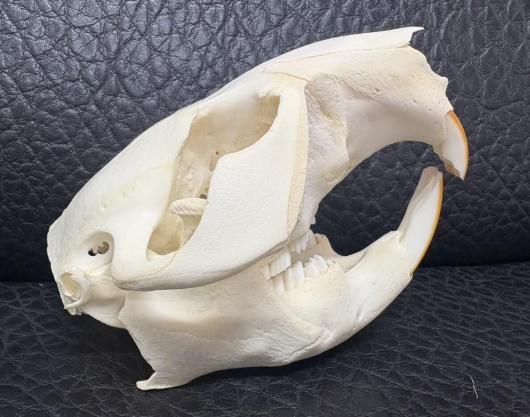 ☆即納☆高品質！ビーバーの頭骨（Lサイズ）☆ - 頭骨・骨格標本・剥製