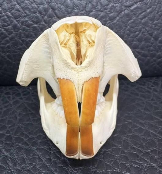 ☆即納☆高品質！ビーバーの頭骨（Lサイズ）☆ - 頭骨・骨格標本・剥製