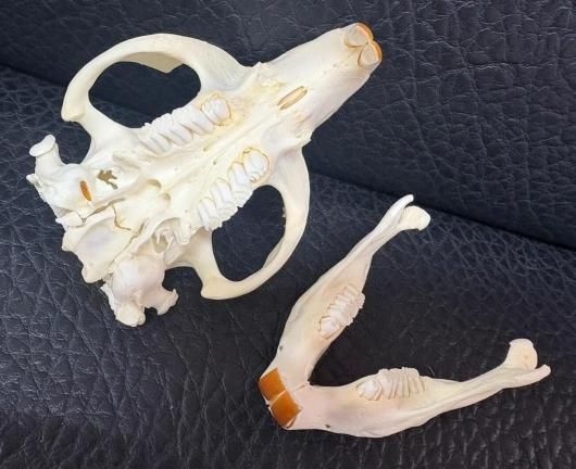 ☆即納☆高品質！ビーバーの頭骨（Lサイズ）☆ - 頭骨・骨格標本