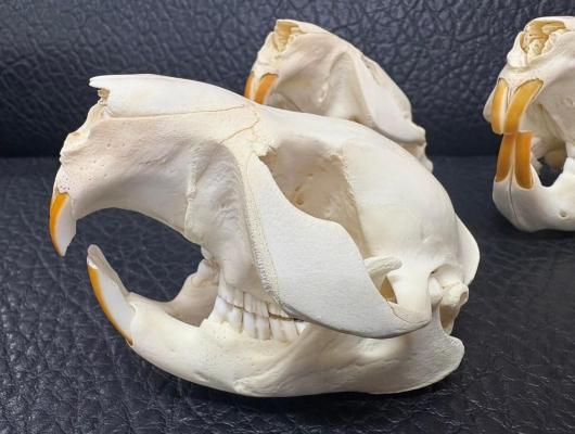 高品質！ビーバーの頭骨（Mサイズ 高品質！ビーバーの頭骨（Mサイズ ☆即納☆アメリカ ビーバーの