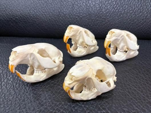 高品質！ビーバーの頭骨（Mサイズ 高品質！ビーバーの頭骨（Mサイズ