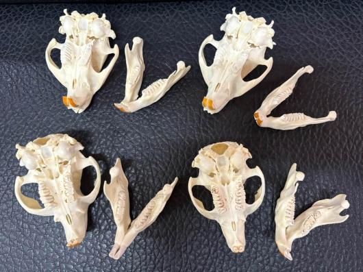 高品質！ビーバーの頭骨（Mサイズ