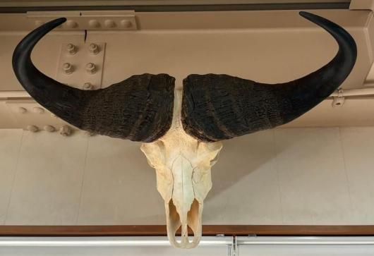 モンスターサイズ! 103 cm! ケープバッファロー スカルホーン ☆即納☆ モンスターサイズ! 103 cm! ケープバッファロー