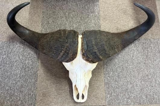 ☆即納☆ モンスターサイズ！ 103 cm！ ケープバッファロー