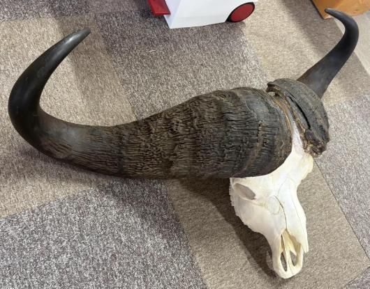 モンスターサイズ！ 103 cm！ ケープバッファロー スカルホーン ☆即納☆ モンスターサイズ！ 103 cm！ ケープバッファロー