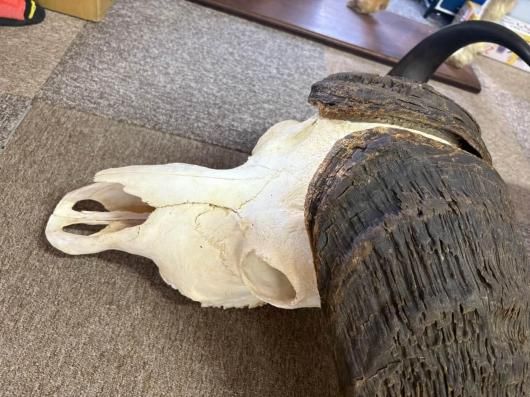 ☆即納☆ モンスターサイズ！ 103 cm！ ケープバッファロー