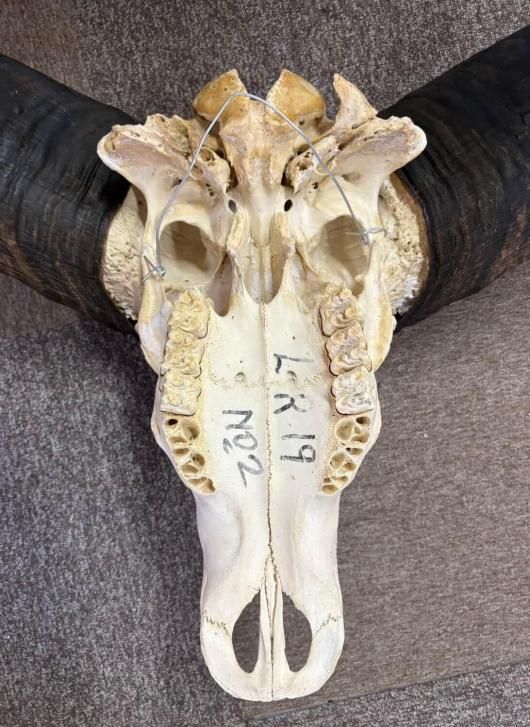 モンスターサイズ！ 103 cm！ ケープバッファロー スカルホーン モンスターサイズ！ 103 cm！ ケープバッファロー スカルホーン