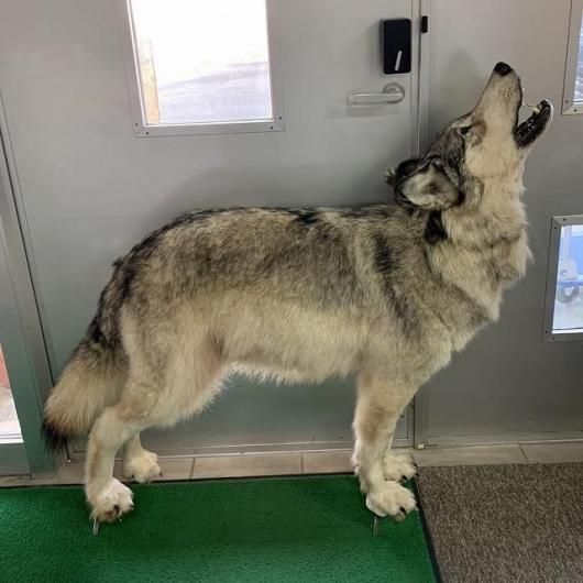 シンリンオオカミ 全身剥製 ※登録票付 - 頭骨・骨格標本・剥製