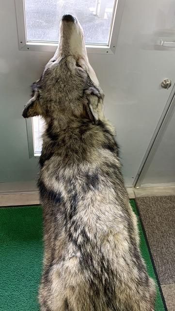 シンリンオオカミ 全身剥製 ※登録票付 - 頭骨・骨格標本・剥製販売